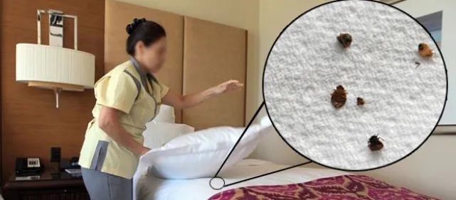 How Hotels Can Protect Their Property From Bed Bugs